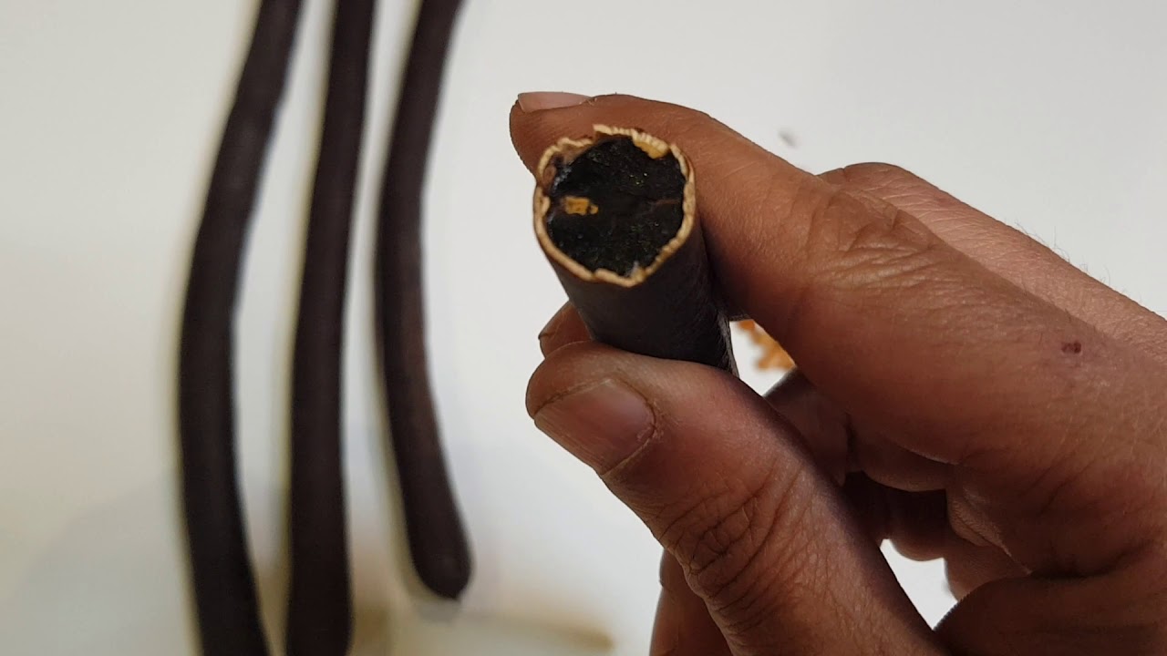 كاسيا فيستولا  Cassia fistula