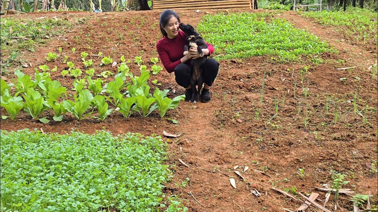 Rural life: A girl transforms abandoned land, grows various vegetables, cooks with puppy || part 2