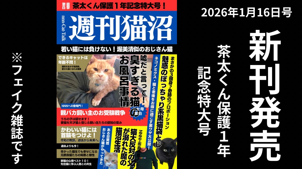 家猫になって１年…ボロボロだった元野良猫のビフォーアフター【週刊猫沼vol.1】