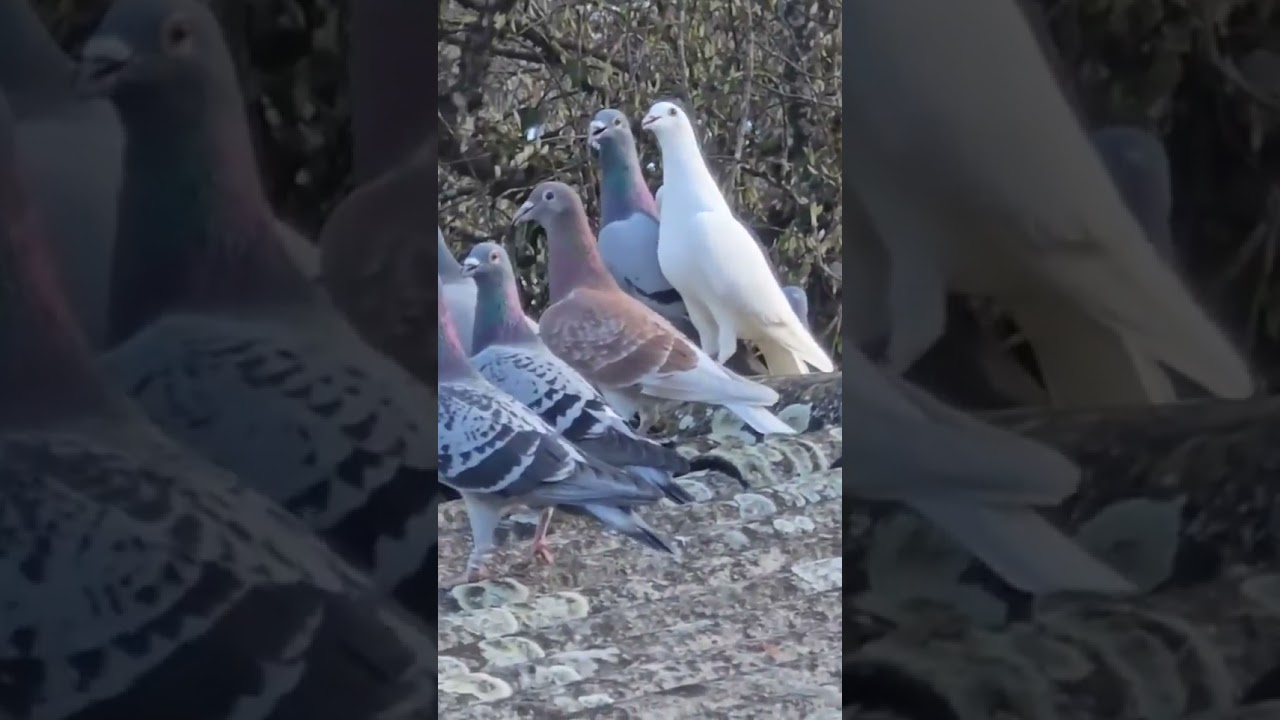 Beautiful❤feral pigeons🕊#youtubeshorts #bird #viralshort #kabootar #trending 🔥🔥