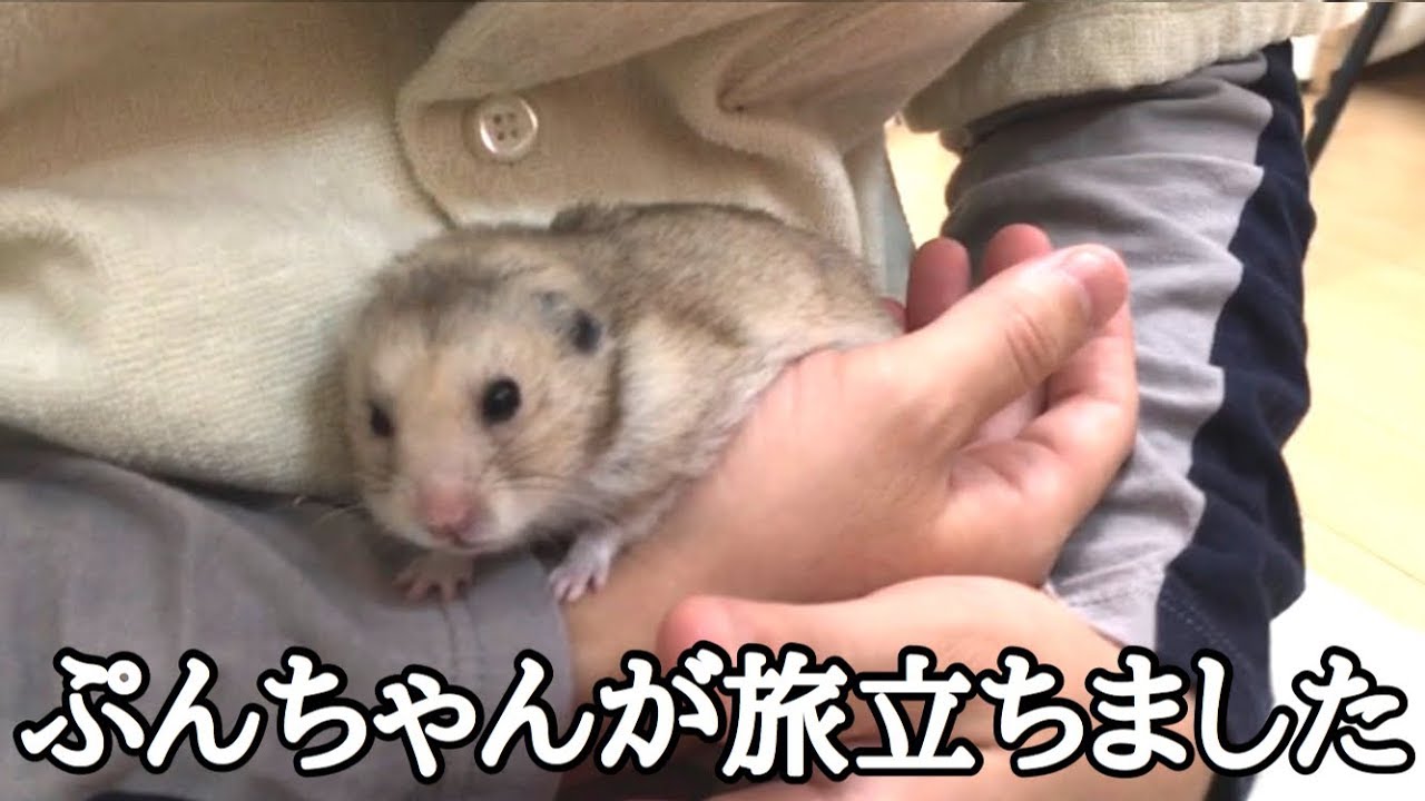 ぷんちゃんが天国へ旅立ちました。