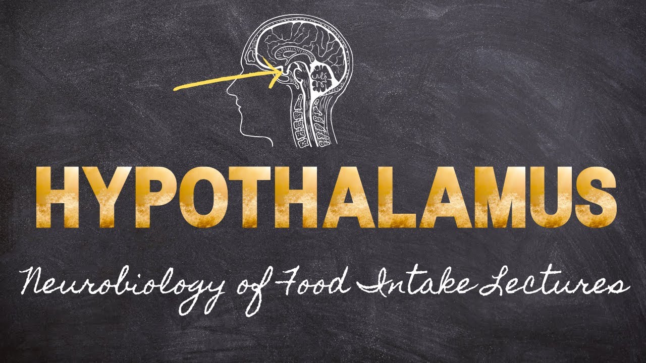 The Hypothalamus Regulates Satiety | Part 3 Neurobiology of Food Intake | Macronutrients Lecture 39