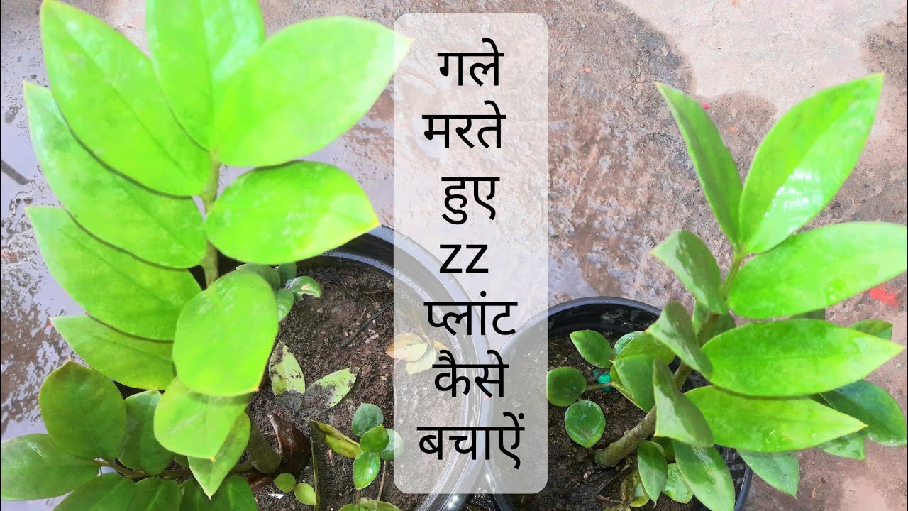 717🌿🥀How to Save Dying ZZ Plant गले, मरते हुए ZZ प्लांट को कैसे बचाऐं