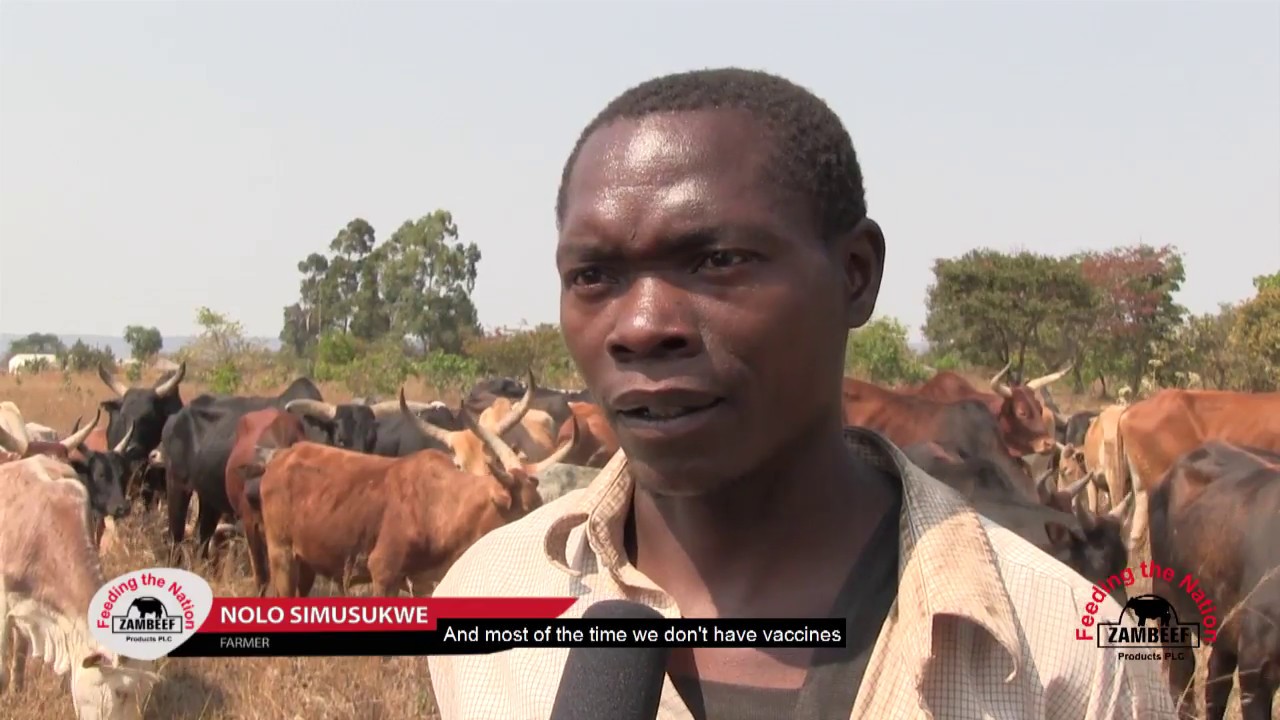 Zambeef's Mbala Smallholder Cattle Development Project