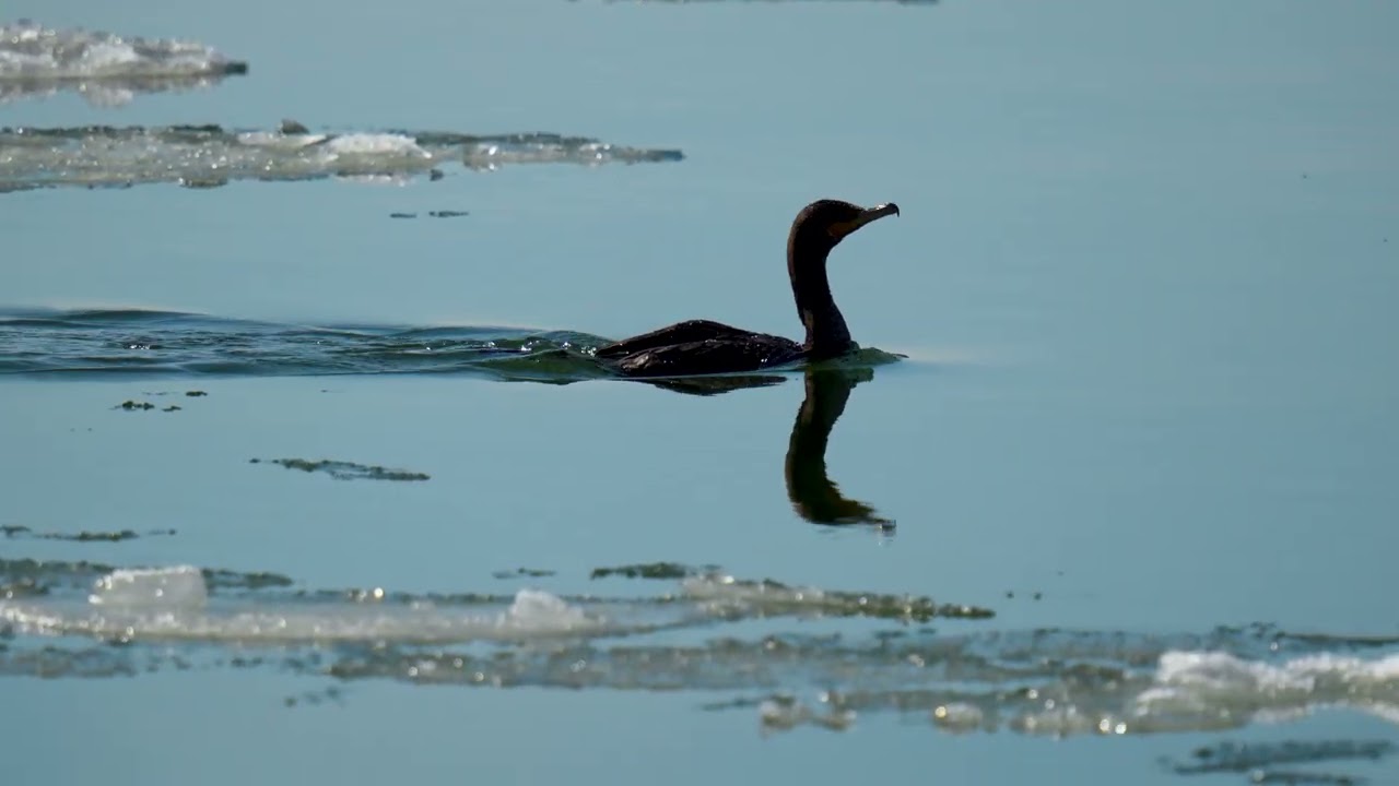Wings Over the Patuxent River, Solomons Bridge & Golden Beach | Slow Motion