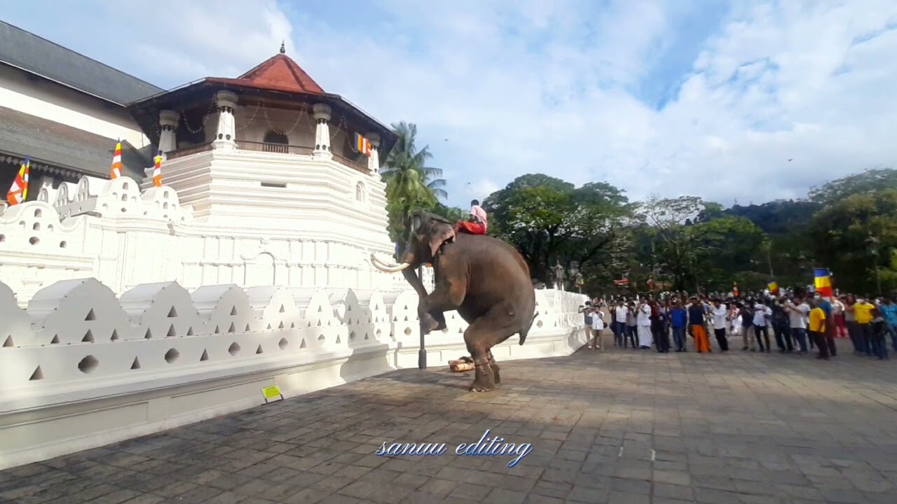 🐘 indi raja                                            📷