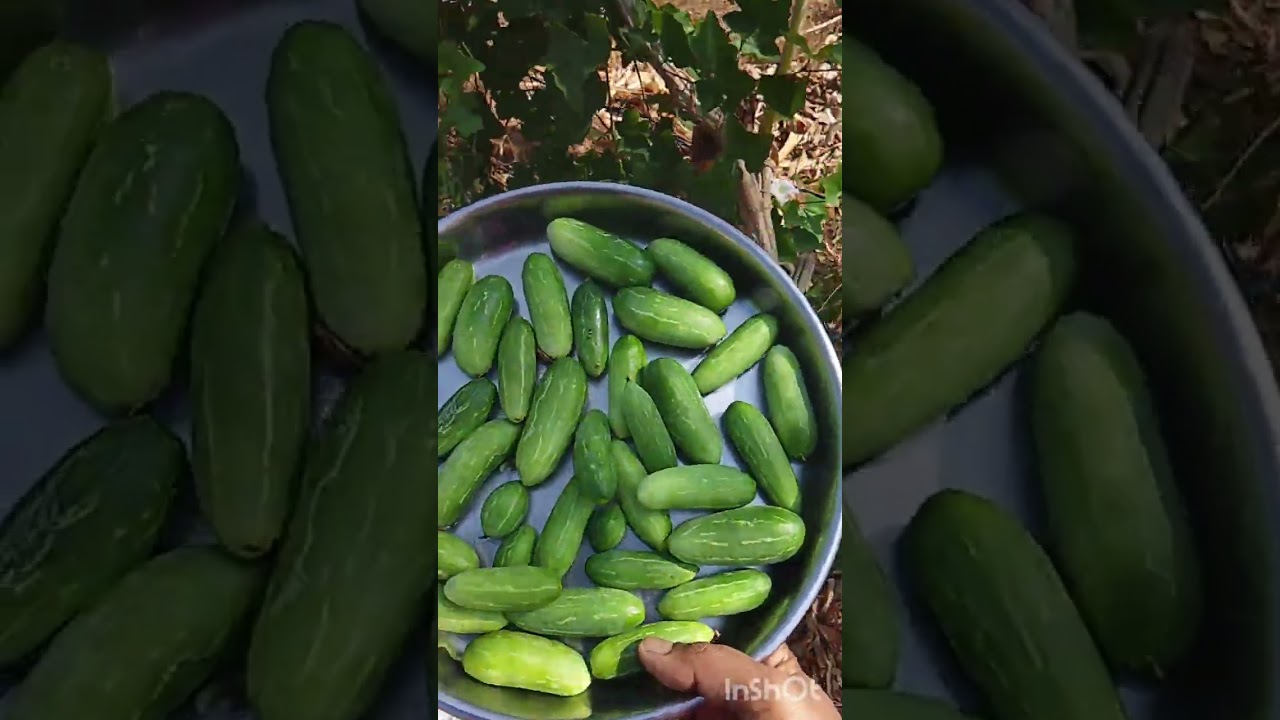 ഞങ്ങളുടെ കുഞ്ഞ് കോവയ്ക്ക കൃഷി