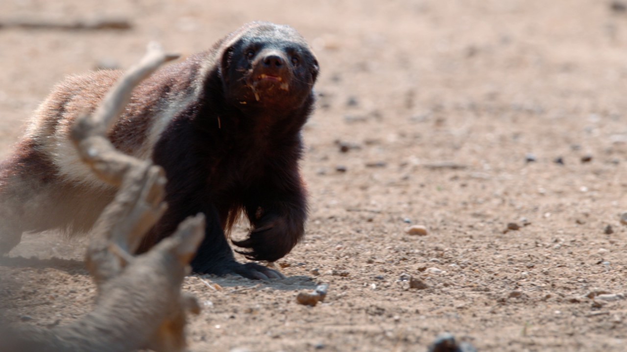 Grit: Honeybadger Tough - National Geographic