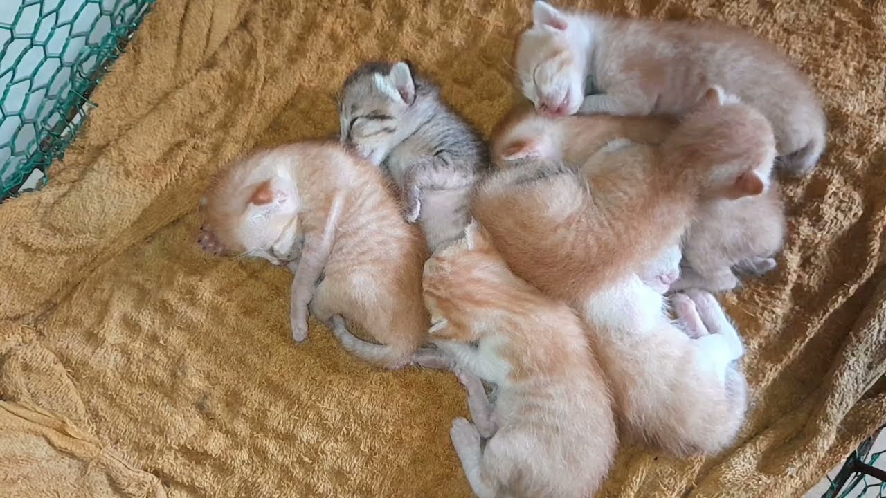 It's really adorable the little kittens are sleeping after got milk from their mother 