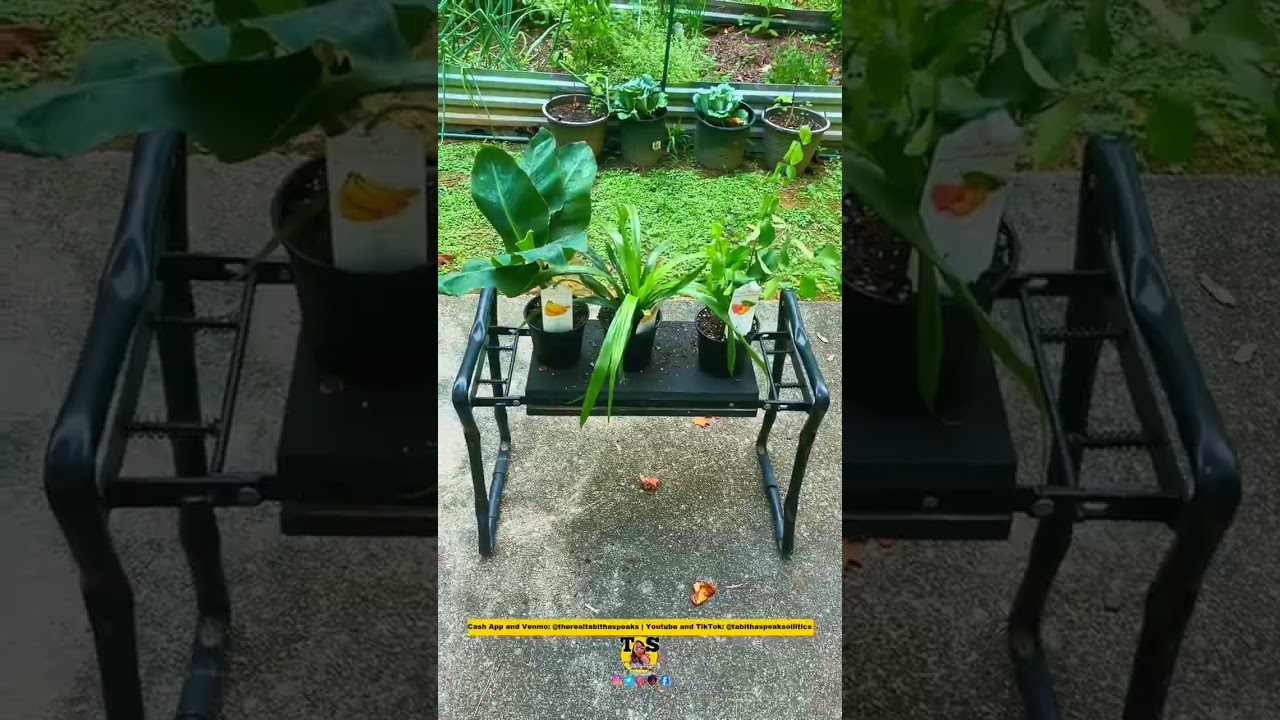 Garden Adventures | 3 New Trees and Harvest Time!