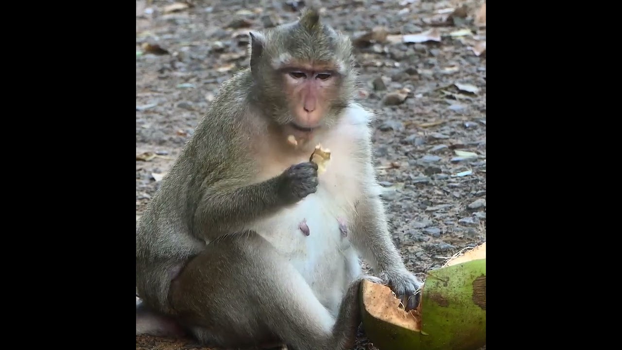 Update Monkey Princess, Viola and Duchess in this clip together