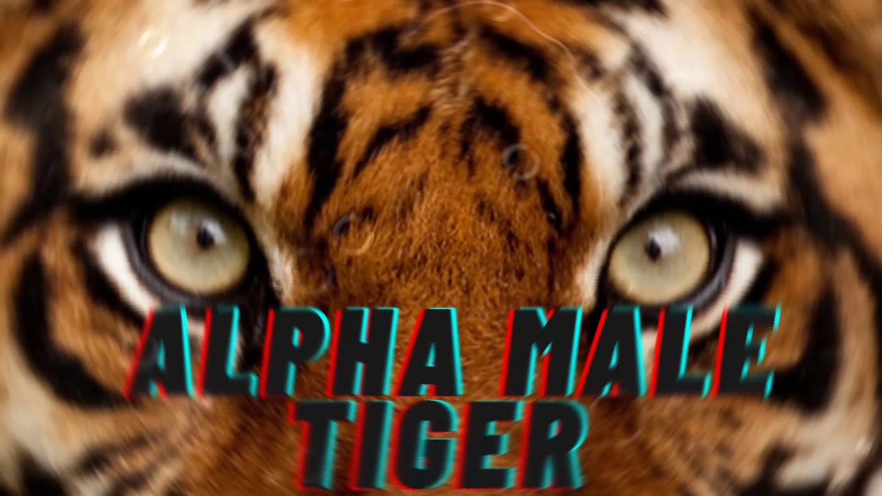 Feral Alpha Male Tiger| Gain The Essence Of An Alpha Male Tiger| Alpha Tiger Spirit
