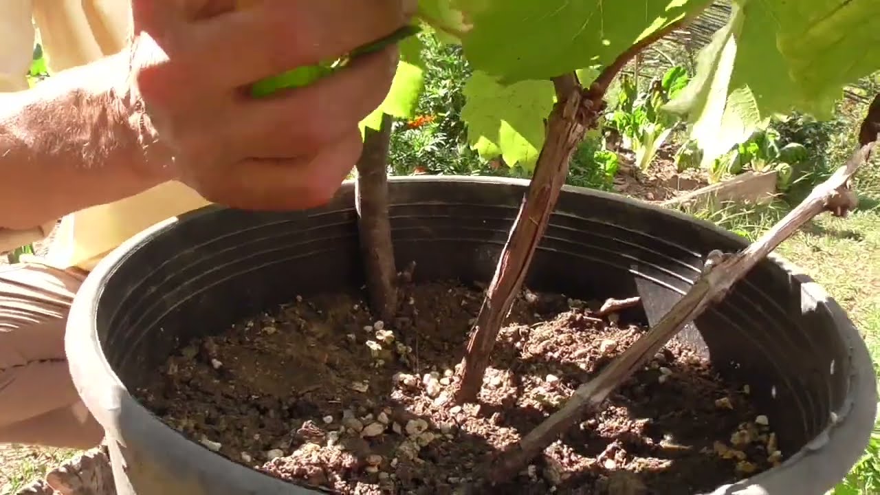 Piccoli frutti: riproduciamoli!