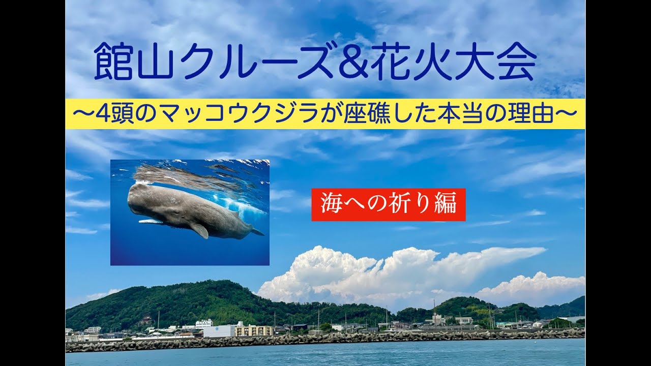 館山クルーズ、マッコウクジラが座礁した本当の理由、内藤一弘の『海好き！船好き！』Channel