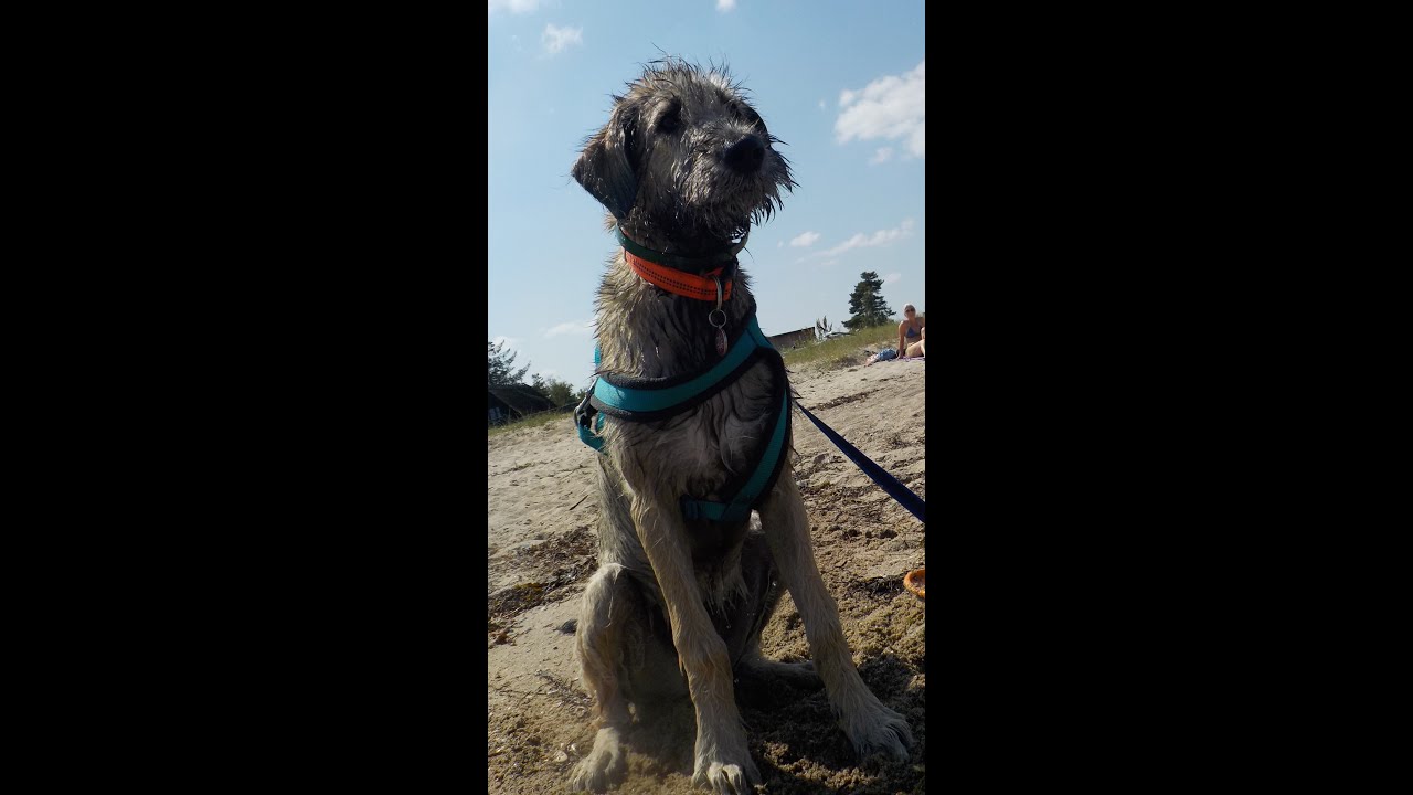 Irish Wolfhound Fiona Fang-mich 6. Film 'Ferien-Strandspass'