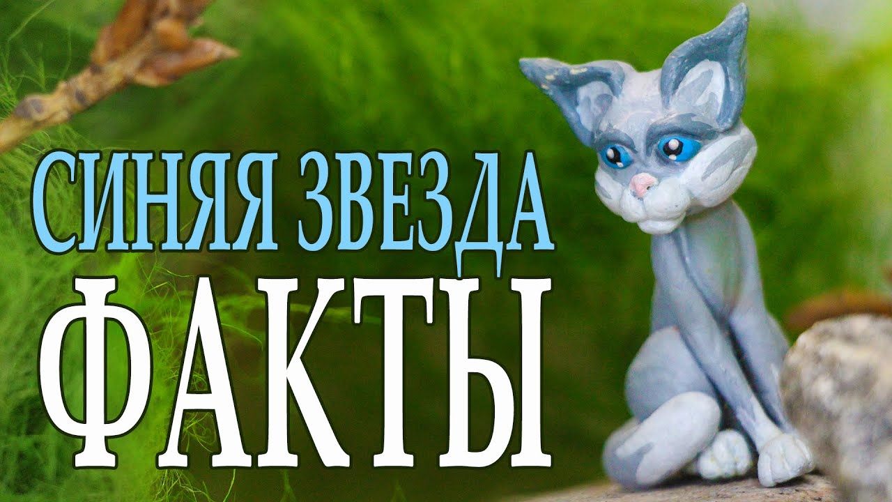История Синей Звезды. Интересные факты о ней. КОТЫ ВОИТЕЛИ.