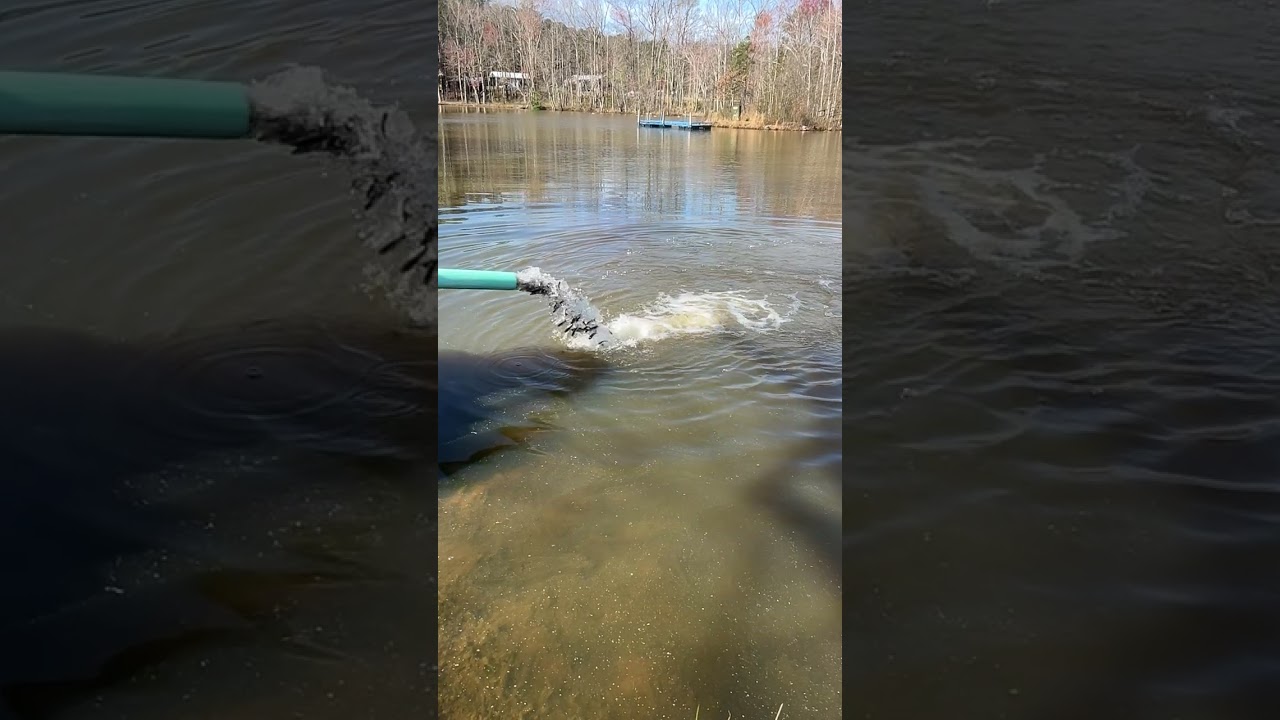 Stocking Catfish in the Fishing Pond