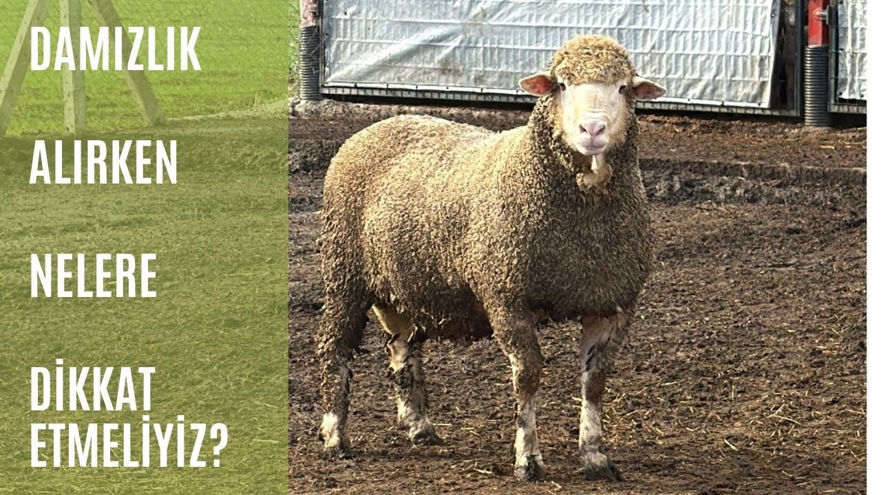 DAMIZLIK ALIRKEN NELERE DİKKAT EDİLMELİ / NEDEN ÜRKMEZ KOYUNCULUK?