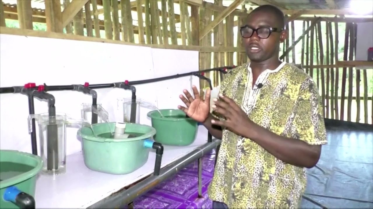Cameroon's fish farmers shaking up the market