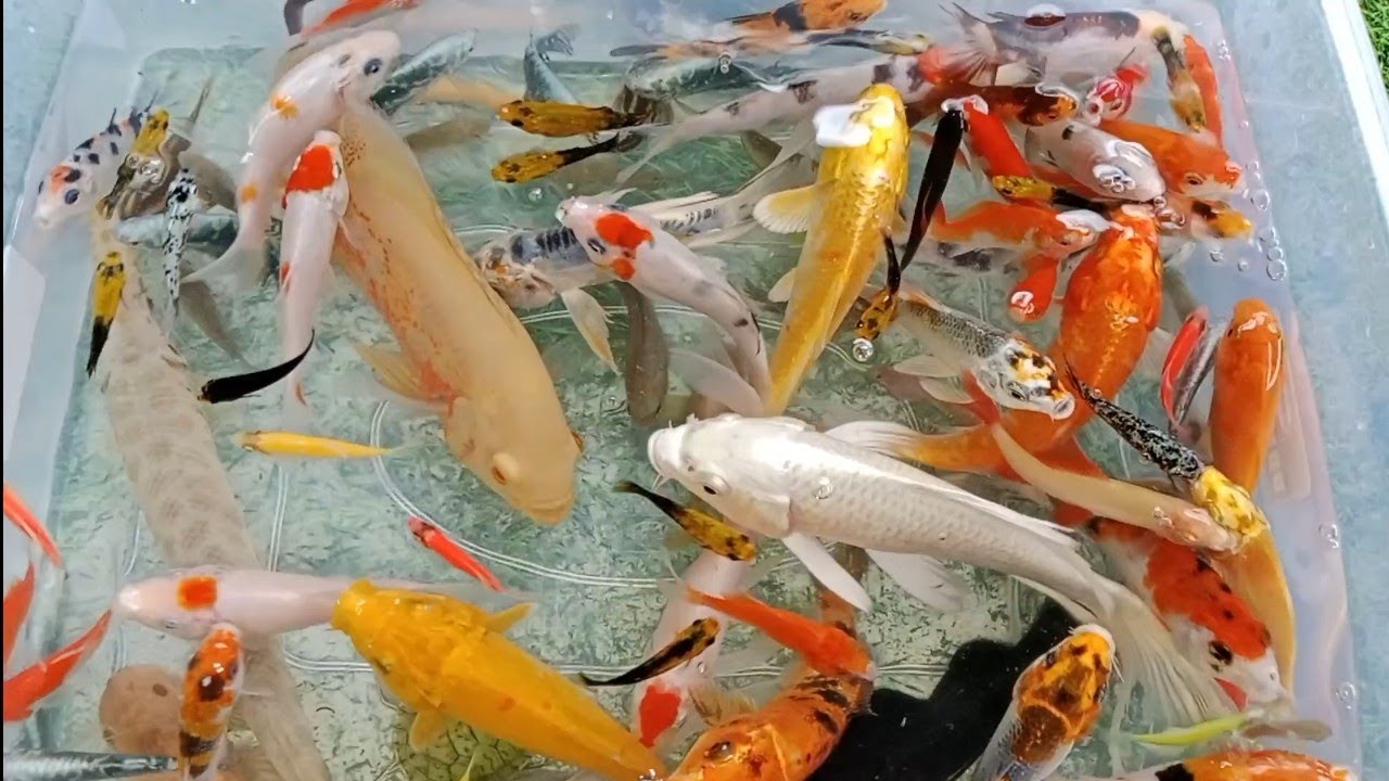 Unboxing ikan warna warni, ikan koi,ikan aligator, ikan glawfish,ikan cupag || Pipi and Toys ||