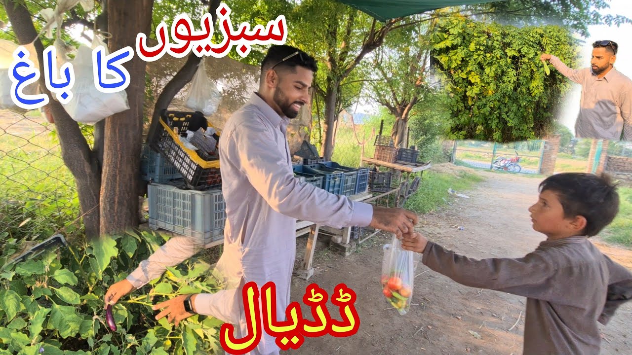 Vegetables Garden Fresh Farm Dadyal Azad Kashmir | Ghulam Mustafa