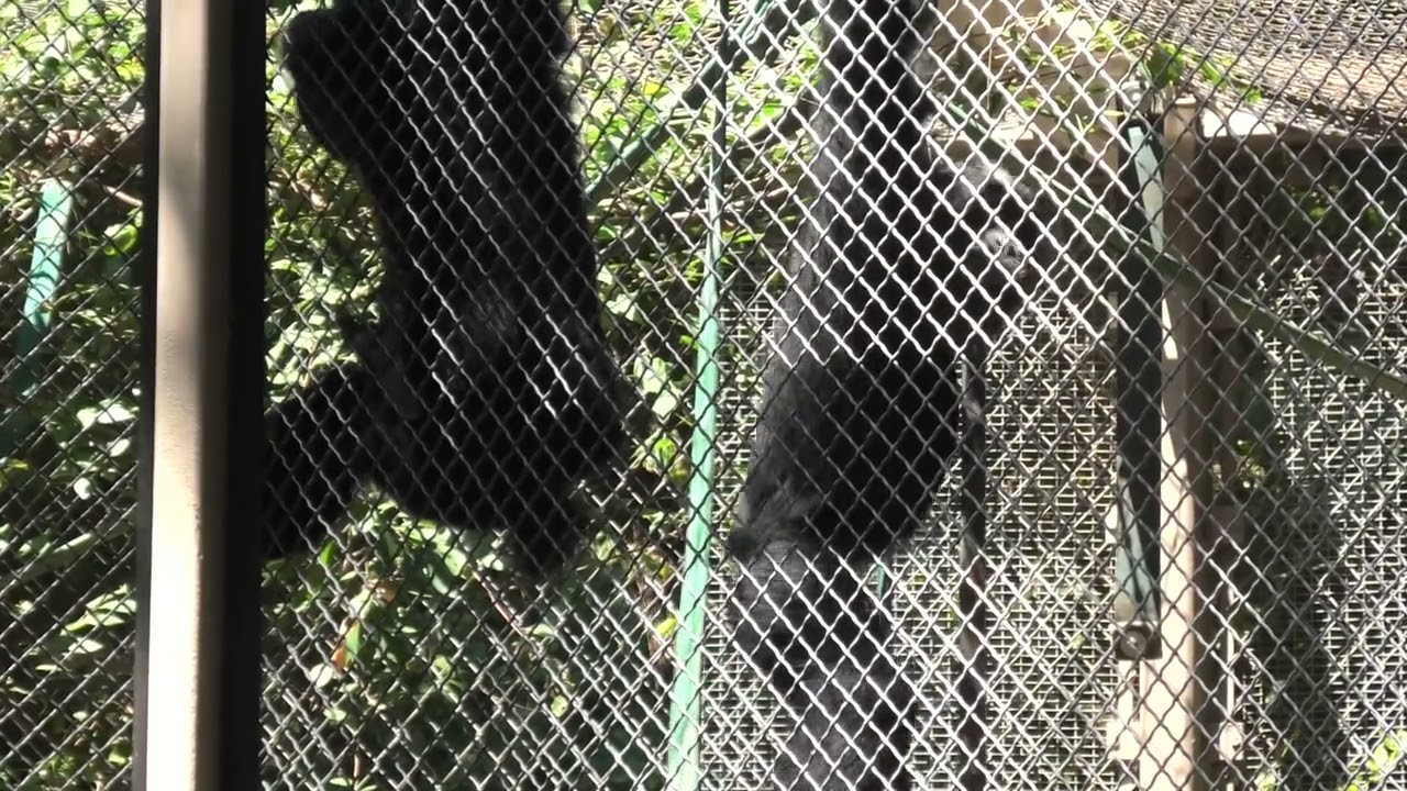 フクロテナガザル　ハーモニー 💎Siamang howling harmony 🦋　Los Angeles Zoo