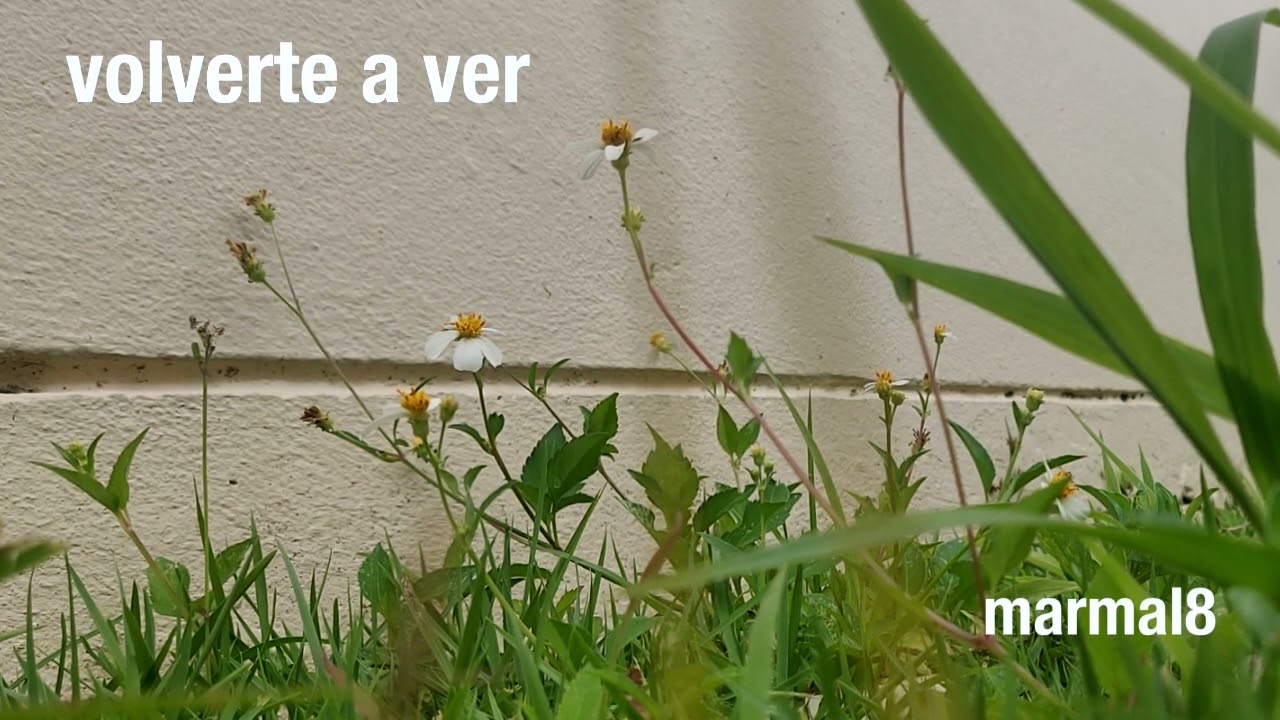 Marmal8 - Volverte a Ver (still video)