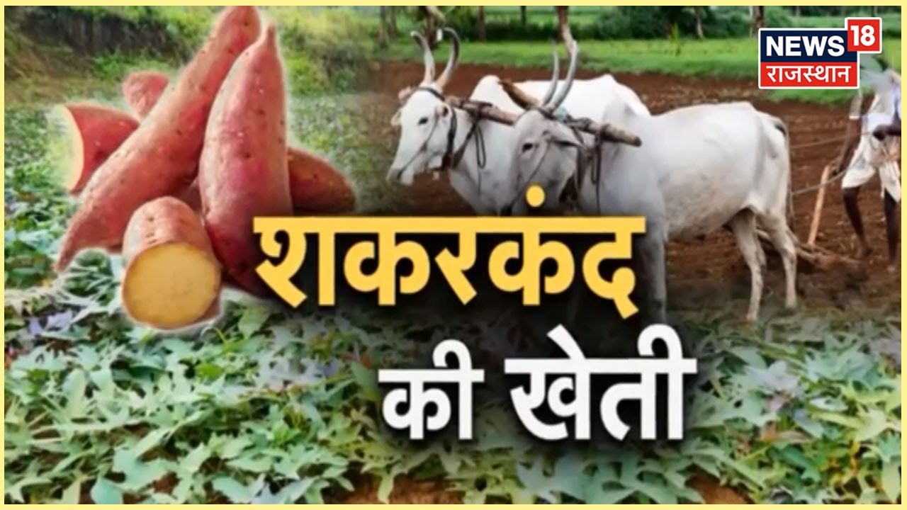 Sweet Potato Farming | शकरकंद की उन्नत खेती कैसे करें ? कैसे कमाएं अच्छा लाभ | Annadata