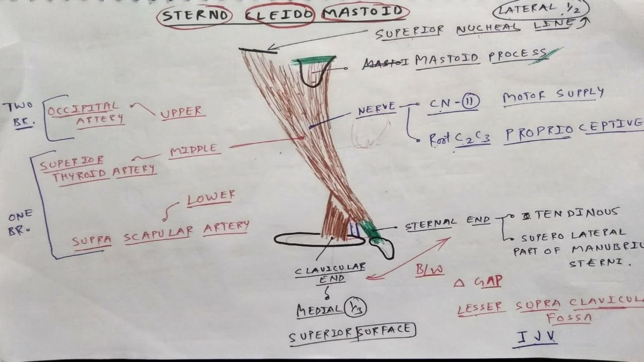 Sterno Cleido Mastoid Muscle Anatomy | TCML
