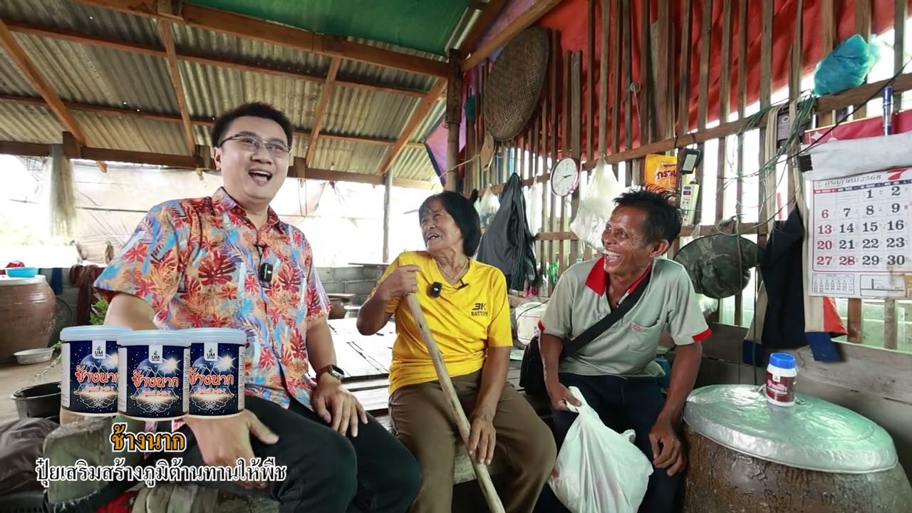 เรื่องของผม (ช้างสยาม) Ep. 132 ลุงฝ้าย ฝ้ายอิ่ม นาข้าว จ.พิษณุโลก