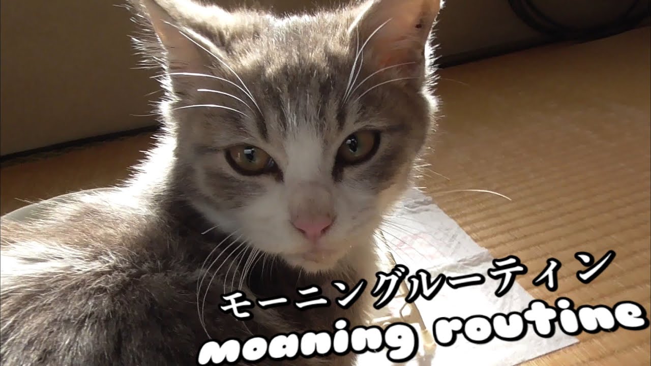 子猫のモーニングルーティン【moaningroutine】