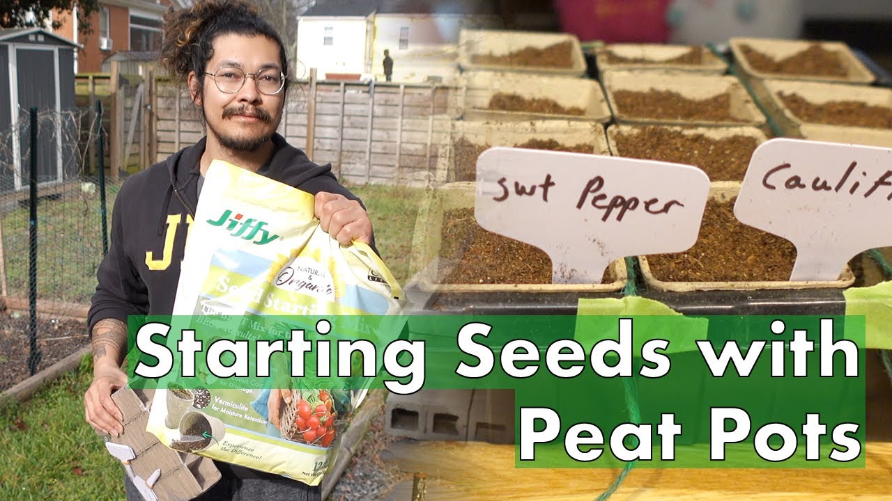 Starting Seeds Using Peat Pots