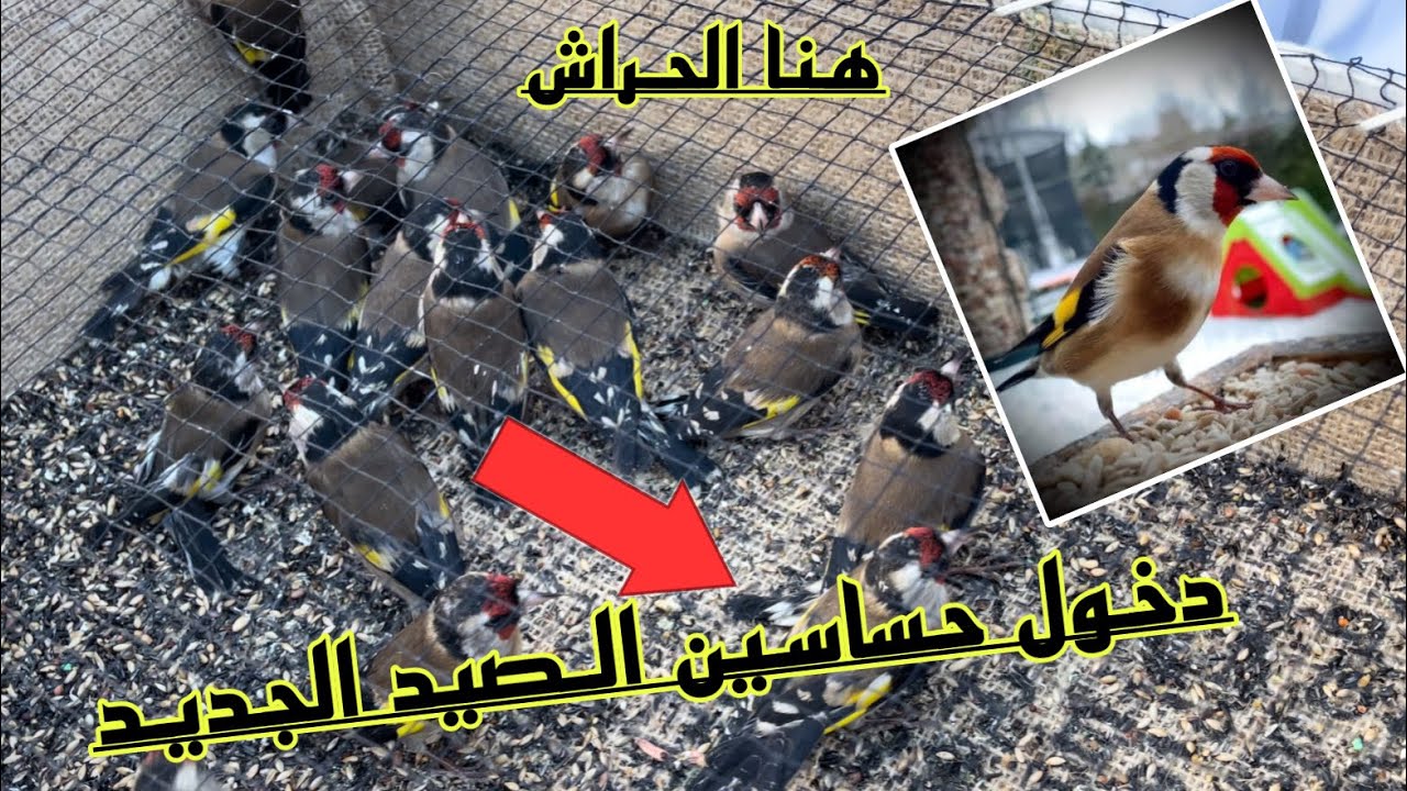 المقنين الشارف هنا بالحراش 4500دج للحبة 🇩🇿🇩🇿