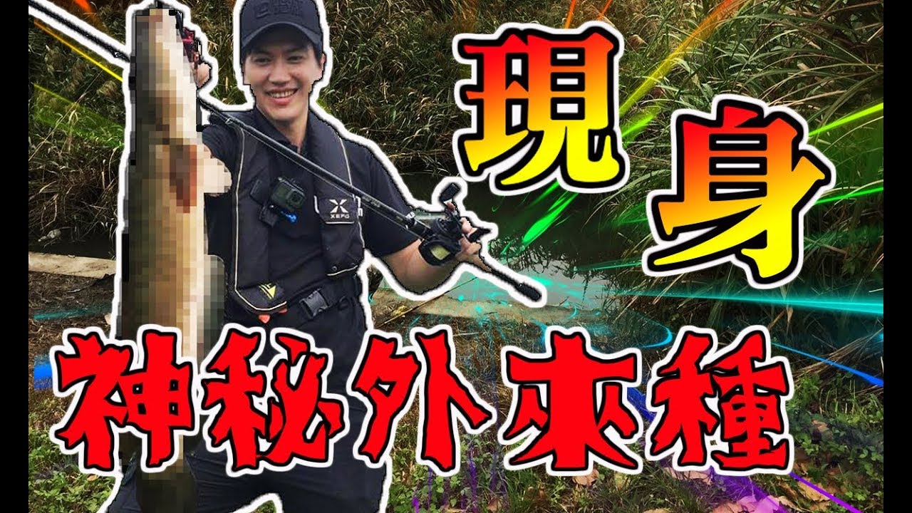 Ikan Gabus 宜蘭水溝竟釣到頭長的像蟒蛇的魚 騎單車跑遍冬山河 就為了與傳說中的怪物交手 漁樂爽報 (Fishing Fun News)【钓鱼】EP14 支援中文字幕日本語 翻訳