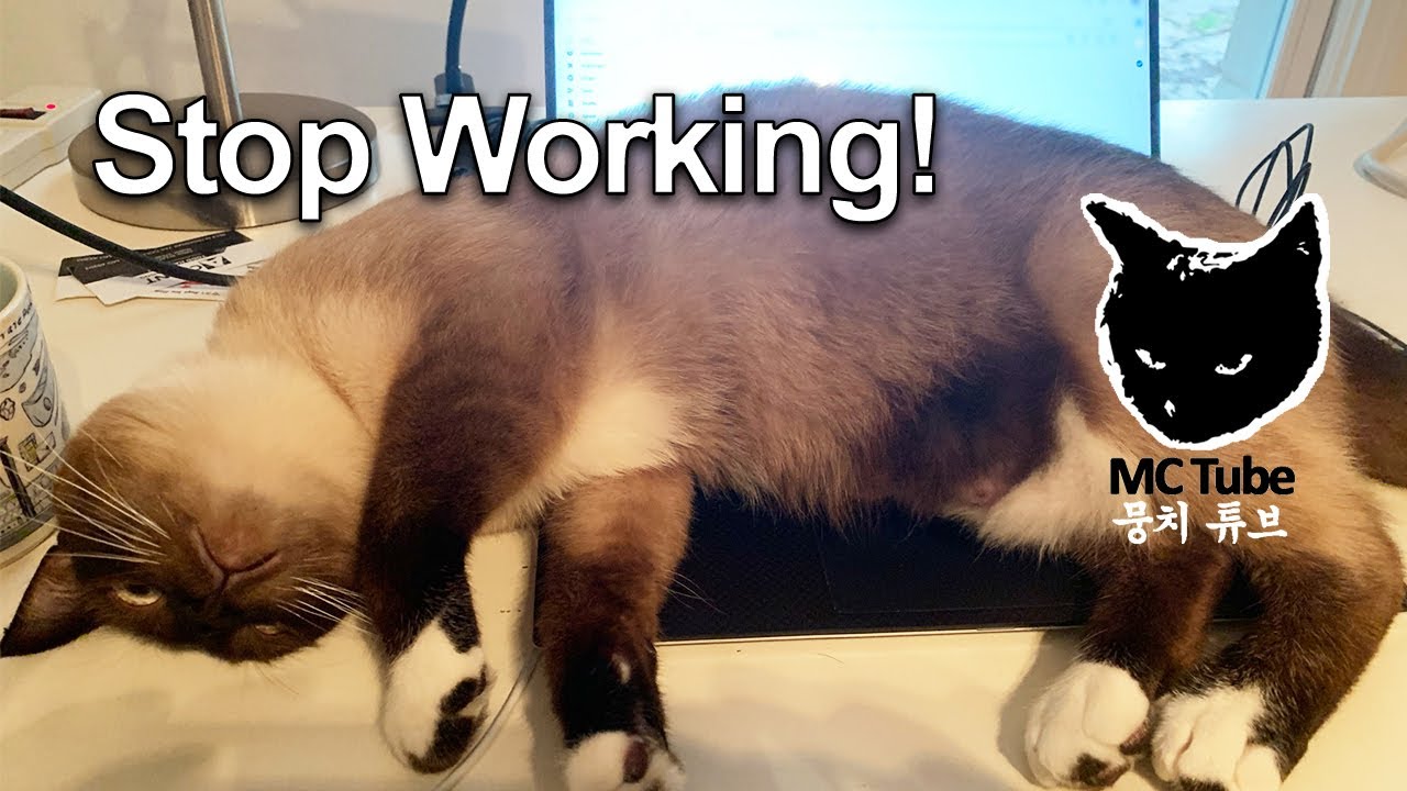 What does MoongChi, the Siamese cat, do when butlers are working?
