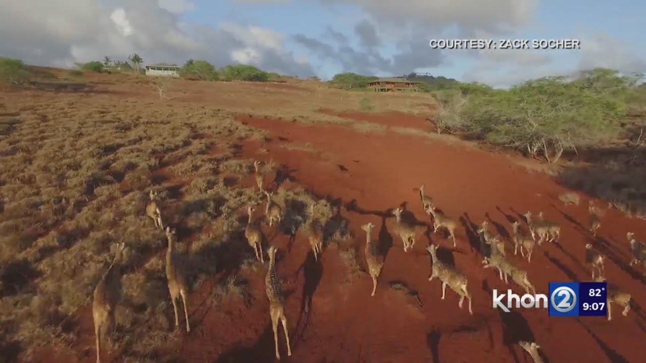 More car crashes due to Maui's deer, many unreported