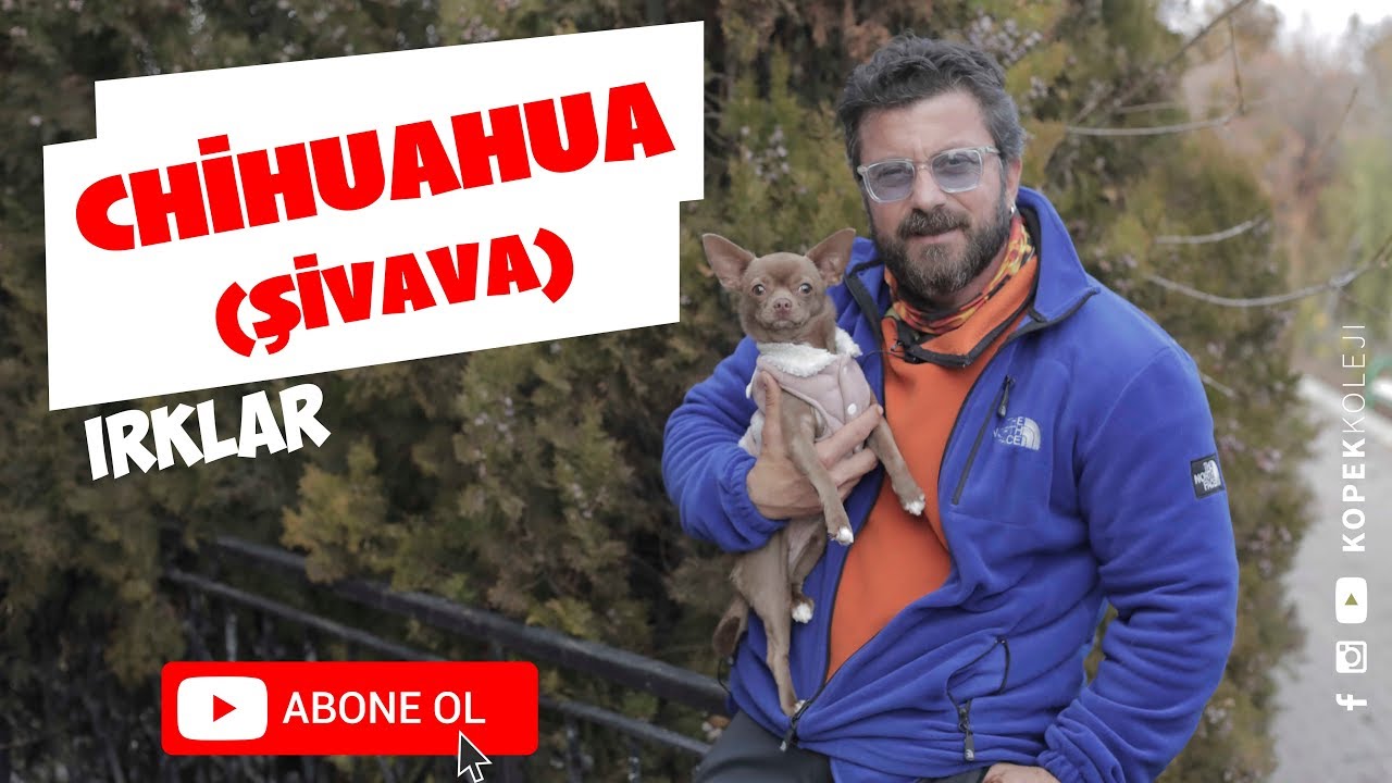 Köpek Irkları - Chihuahua (Şivava)