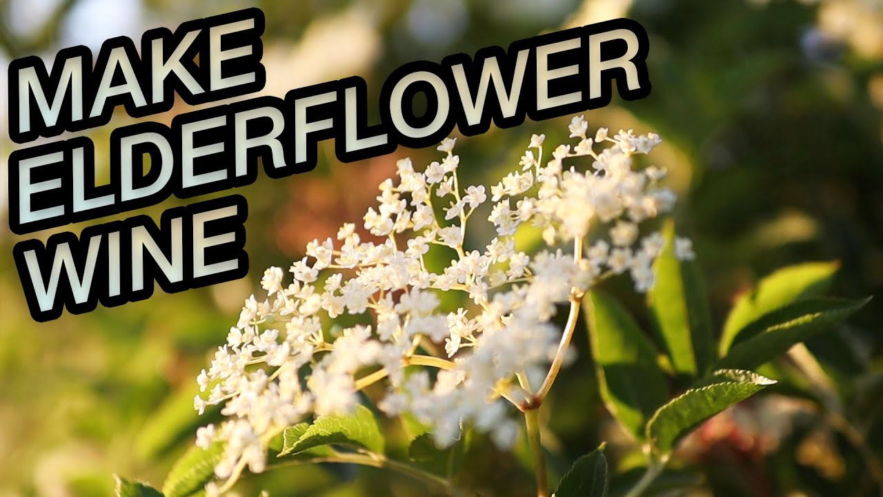 How to Make Elderflower Wine