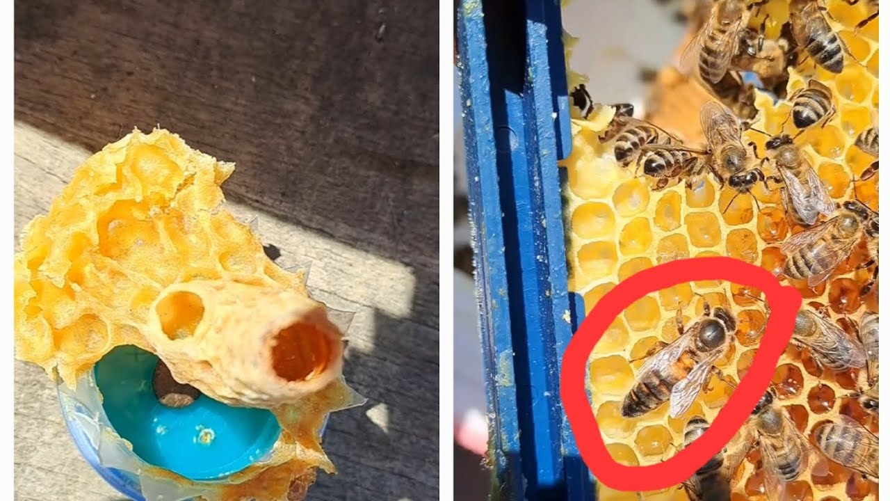14 Eylül 2024 kapak yöntemi ile anaarı üretimi part 6 15. gün ve doğum gerçekleşti