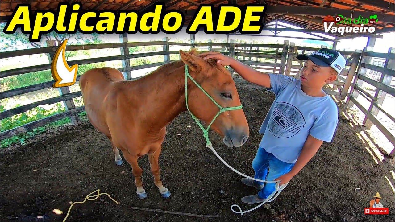APLICANDO ADE INTRAMUSCULAR NOS POTROS | o dia dia do vaqueiro.
