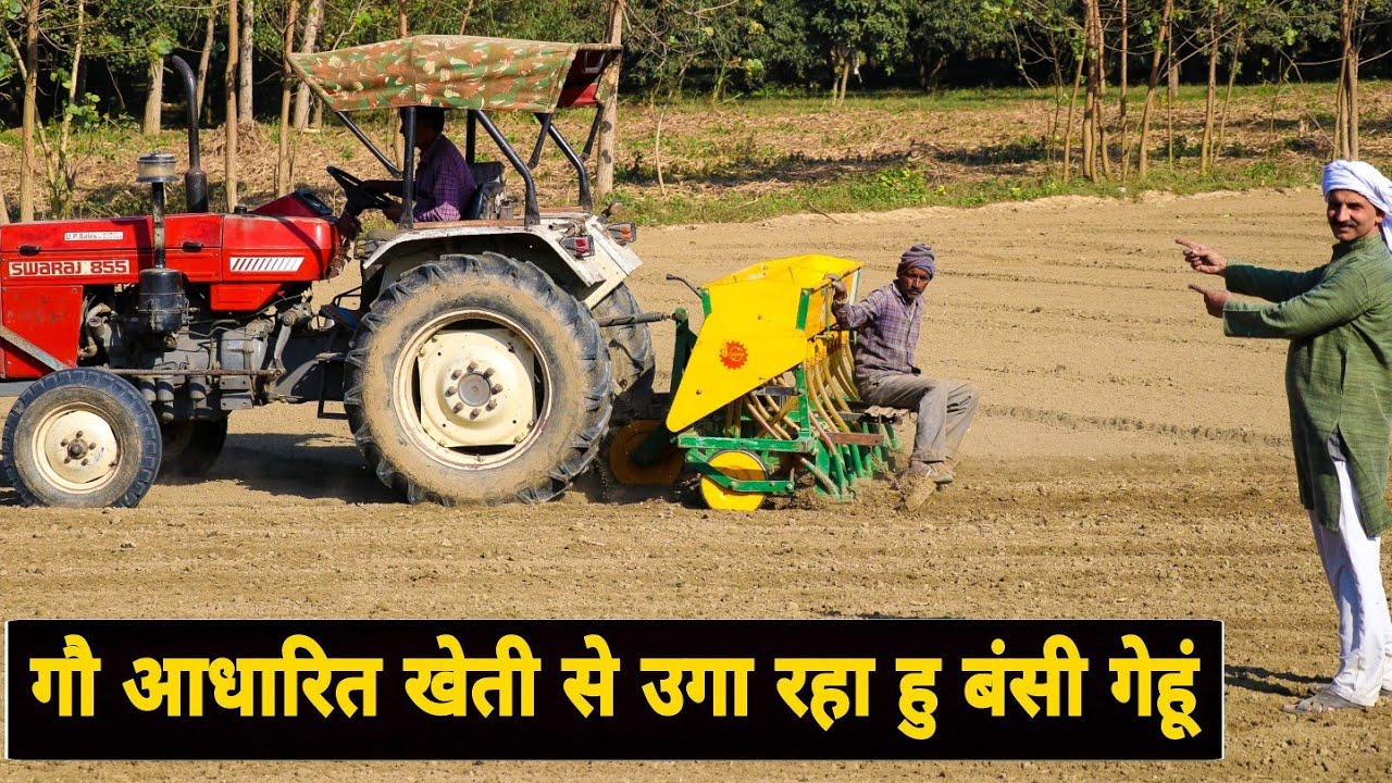 बंसी (देशी) गेहूँ की जैविक खेती कैसे करें | How to do Organic Farming of Bansi Wheat