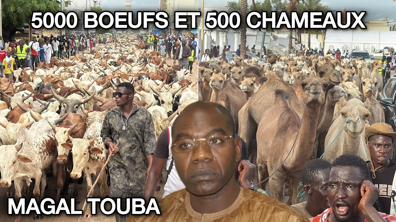 Alakhou akbar, 5000 boeufs et 500 chameaux ngir magal touba par serigne saliou ndigual thioune 