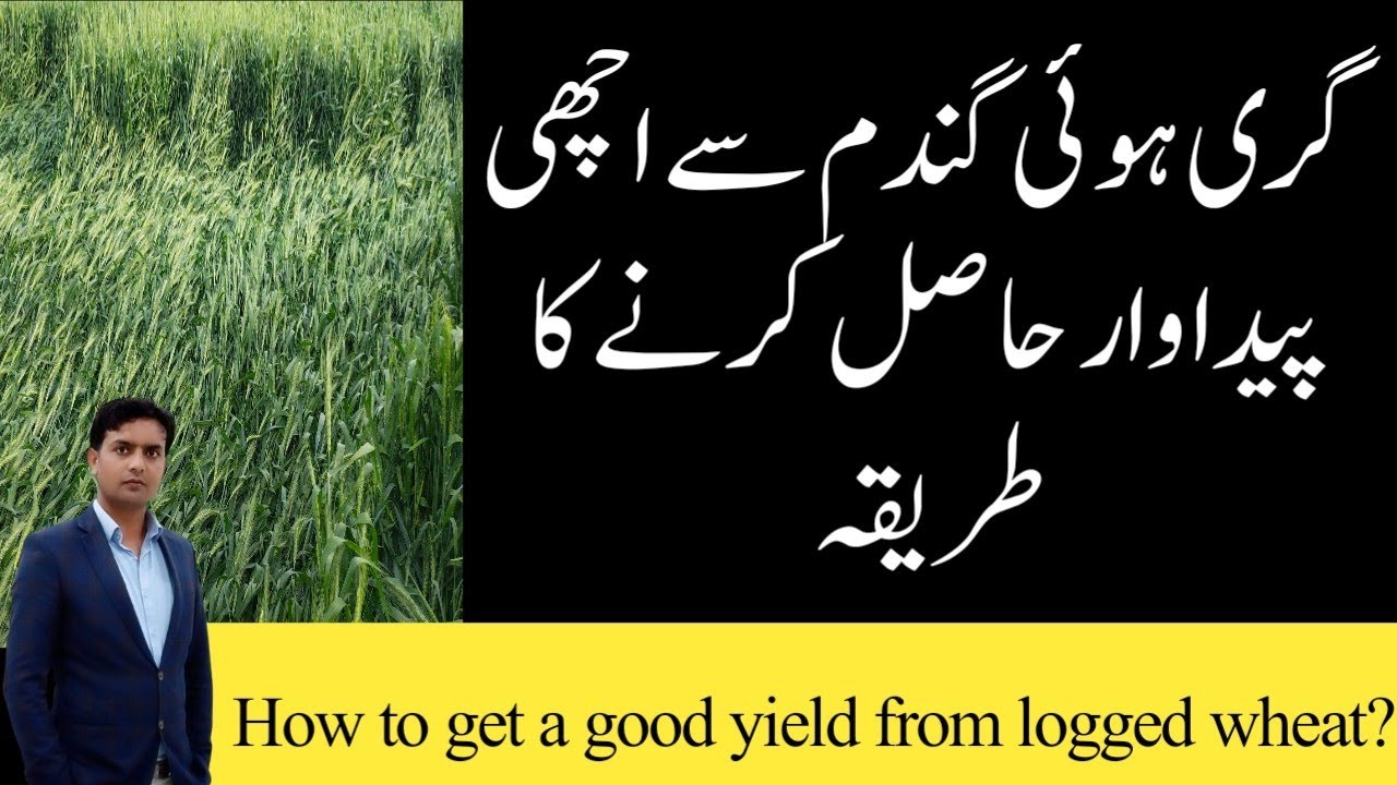 How to get good yield from logged wheat crop | Logging of wheat | Plant Clinics | Dr. Jamil Shafi