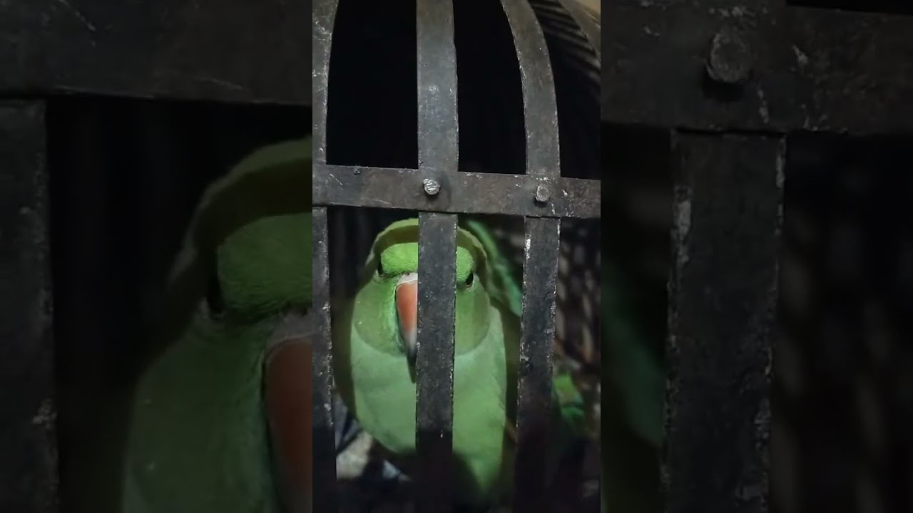 Parrot 🐦 sounds in night #talkingparot #funny #birds #comedy #parrot #greenparrot 