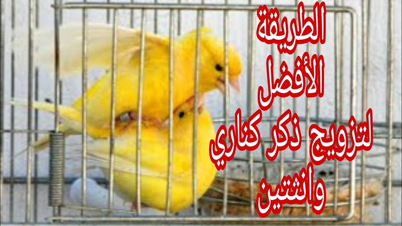 تزويج ذكر كناري لانثتين بأفضل طريقة كي لا تخسر الإنتاج
