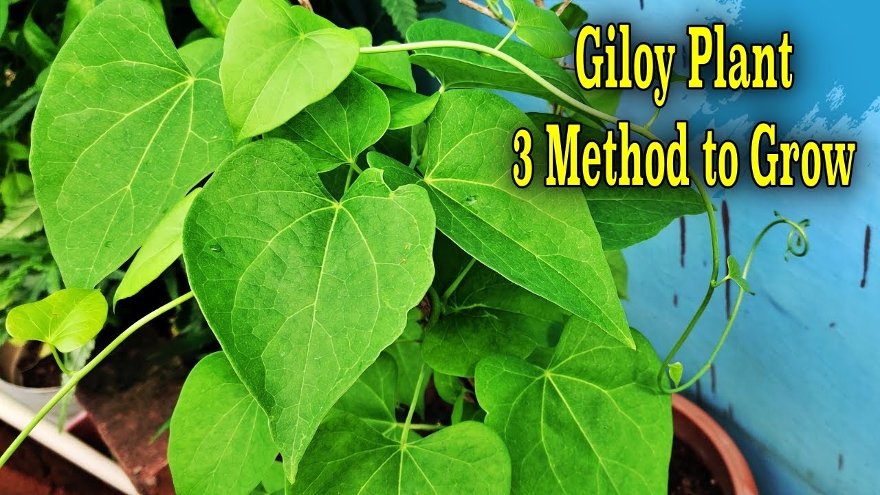 Three Methods to Grow Giloy Plant at Home | Identification of Giloy | Amrita | Heart-leaved moonseed
