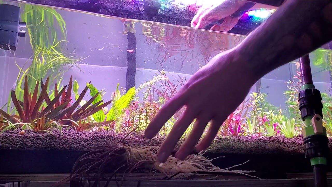 How To: Propagation of Cryptocoryne crispulata 'kubotai'