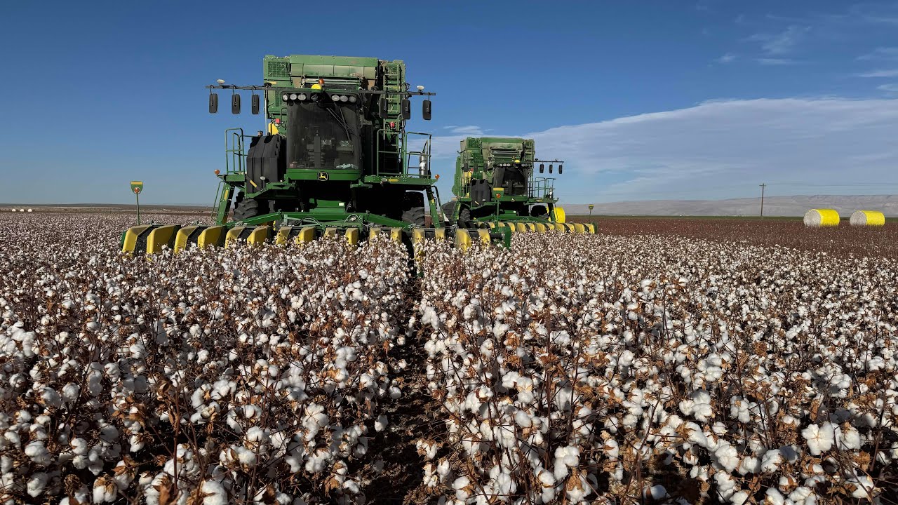 Добавлен дисплей Gen 5 в The Cotton Stripper.