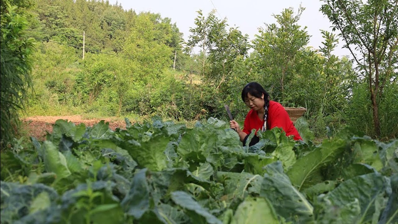 把地裏的包菜收回家，曬幹後做成鹽菜，能吃一年【余小鄉】
