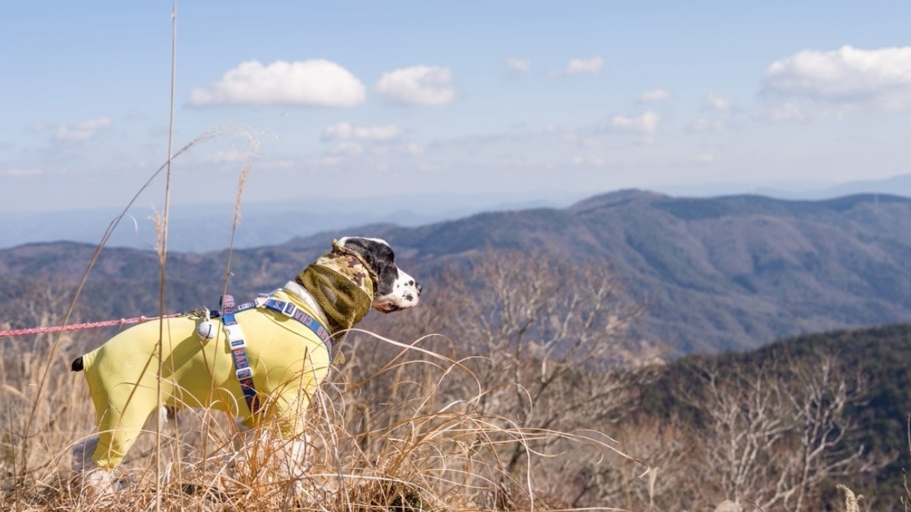 わくわく登山、ときどき仮眠